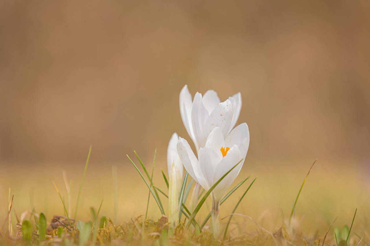 crocus 7079550 1280